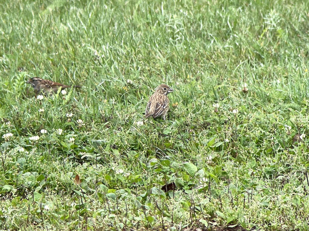 Lark Bunting - ML642299684