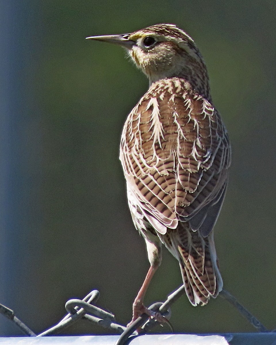 Western Meadowlark - ML642299708