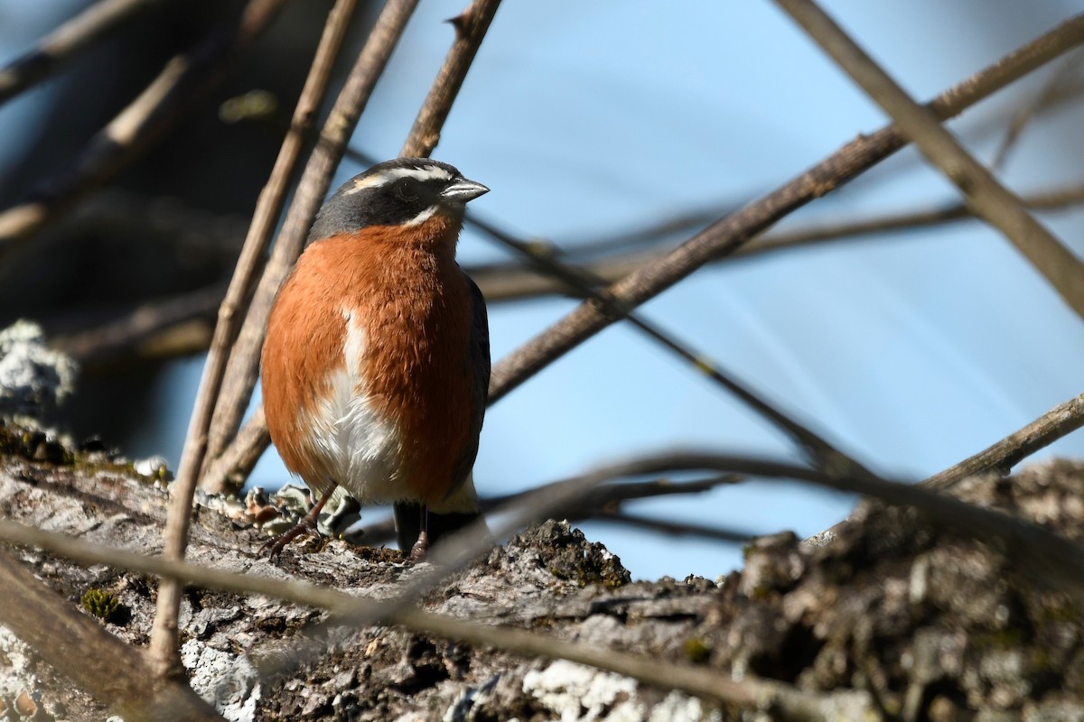 Black-and-rufous Warbling Finch - ML642299728