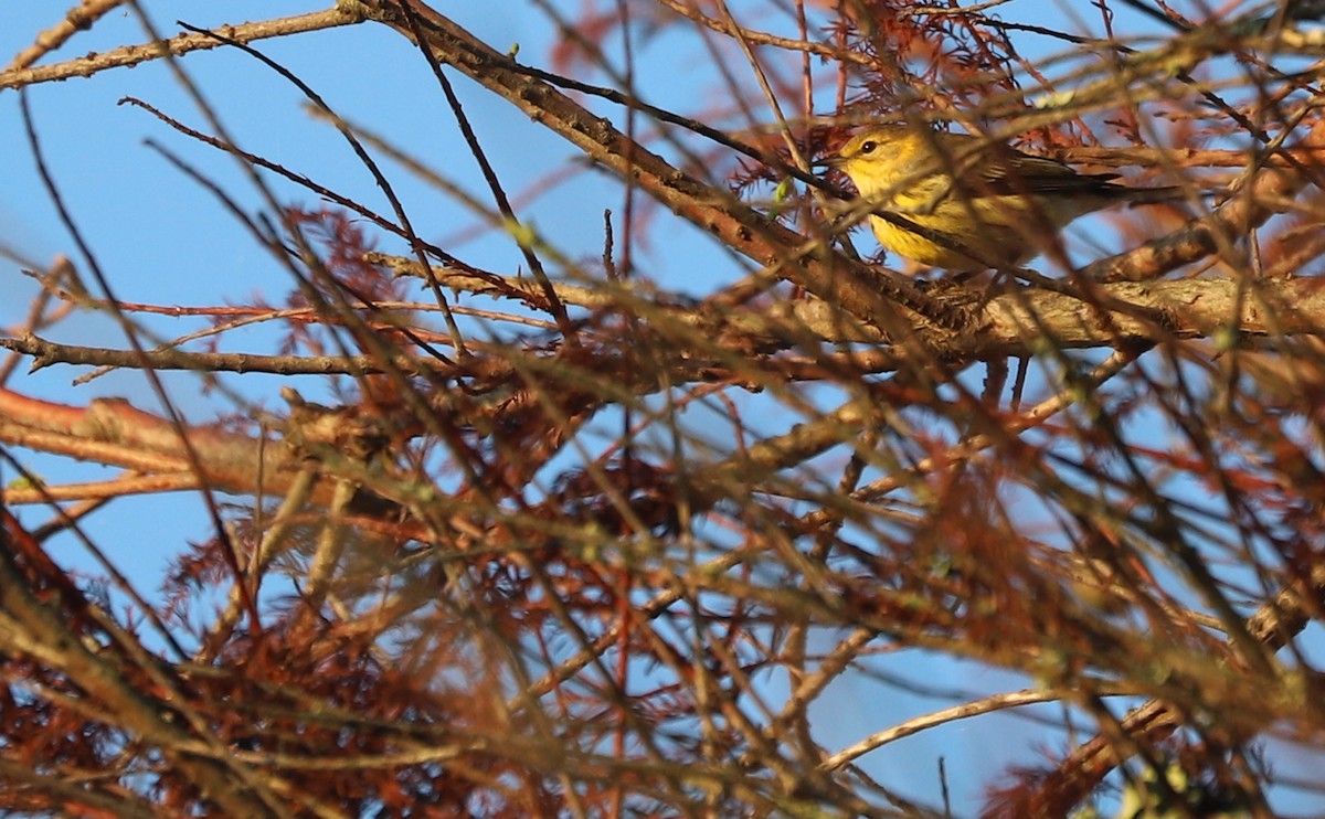 Cape May Warbler - ML642299731