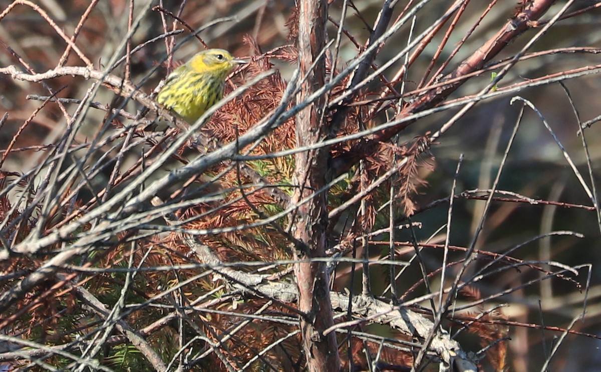 Cape May Warbler - ML642299733