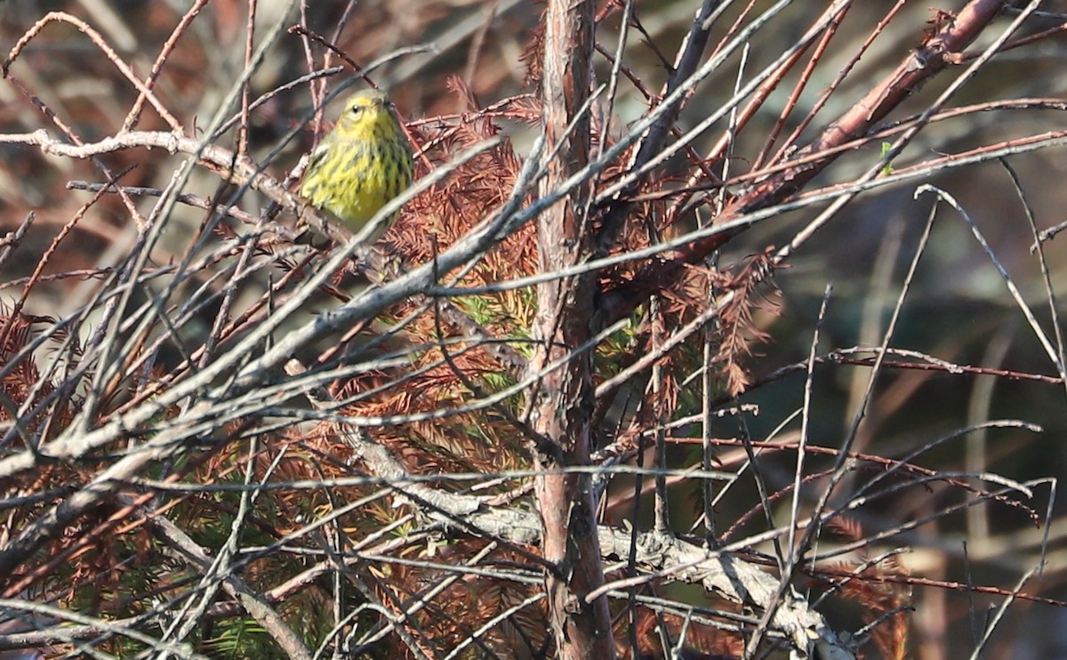 Cape May Warbler - ML642299741