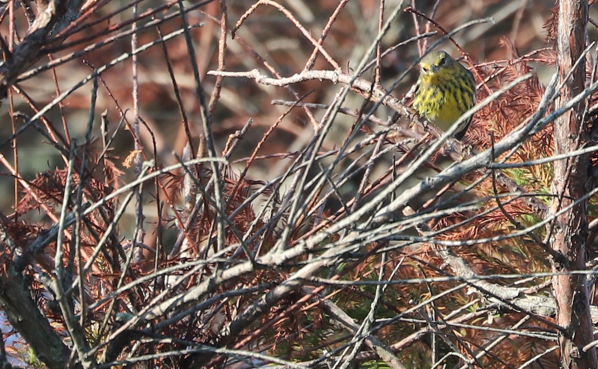 Cape May Warbler - ML642299743
