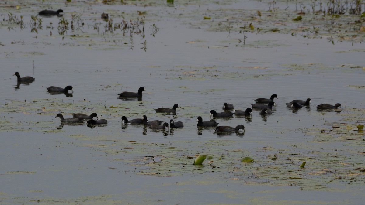 American Coot - ML642299753