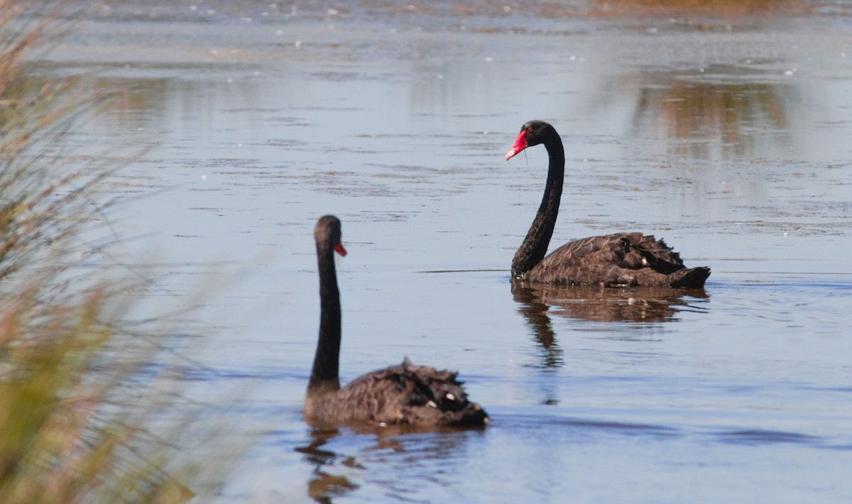 Cygne noir - ML642299756