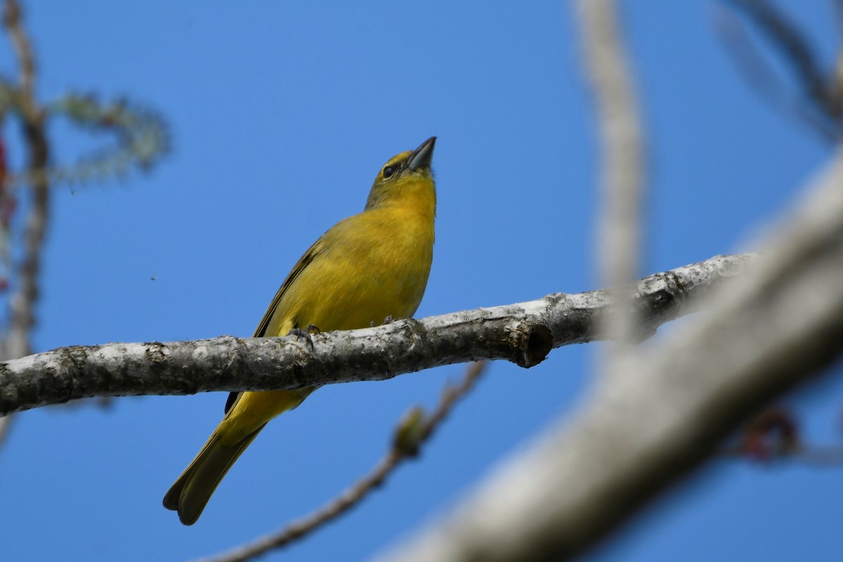 Hepatic Tanager - ML642299759