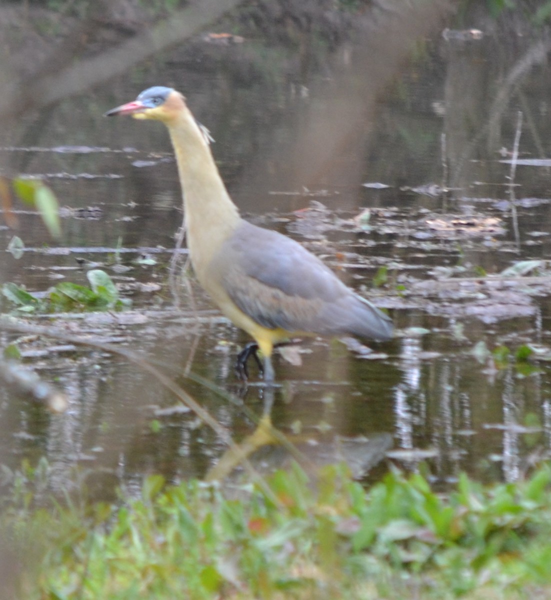 Whistling Heron - ML642299763