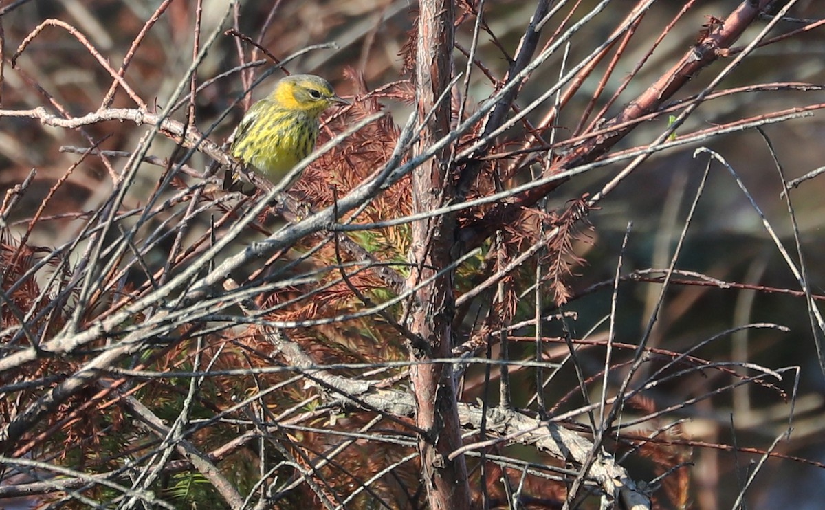 Cape May Warbler - ML642299765