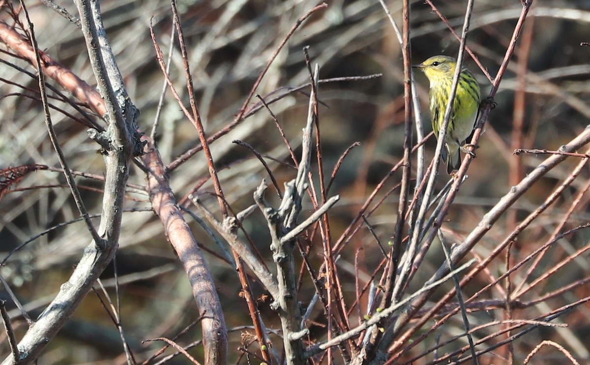 Cape May Warbler - ML642299769