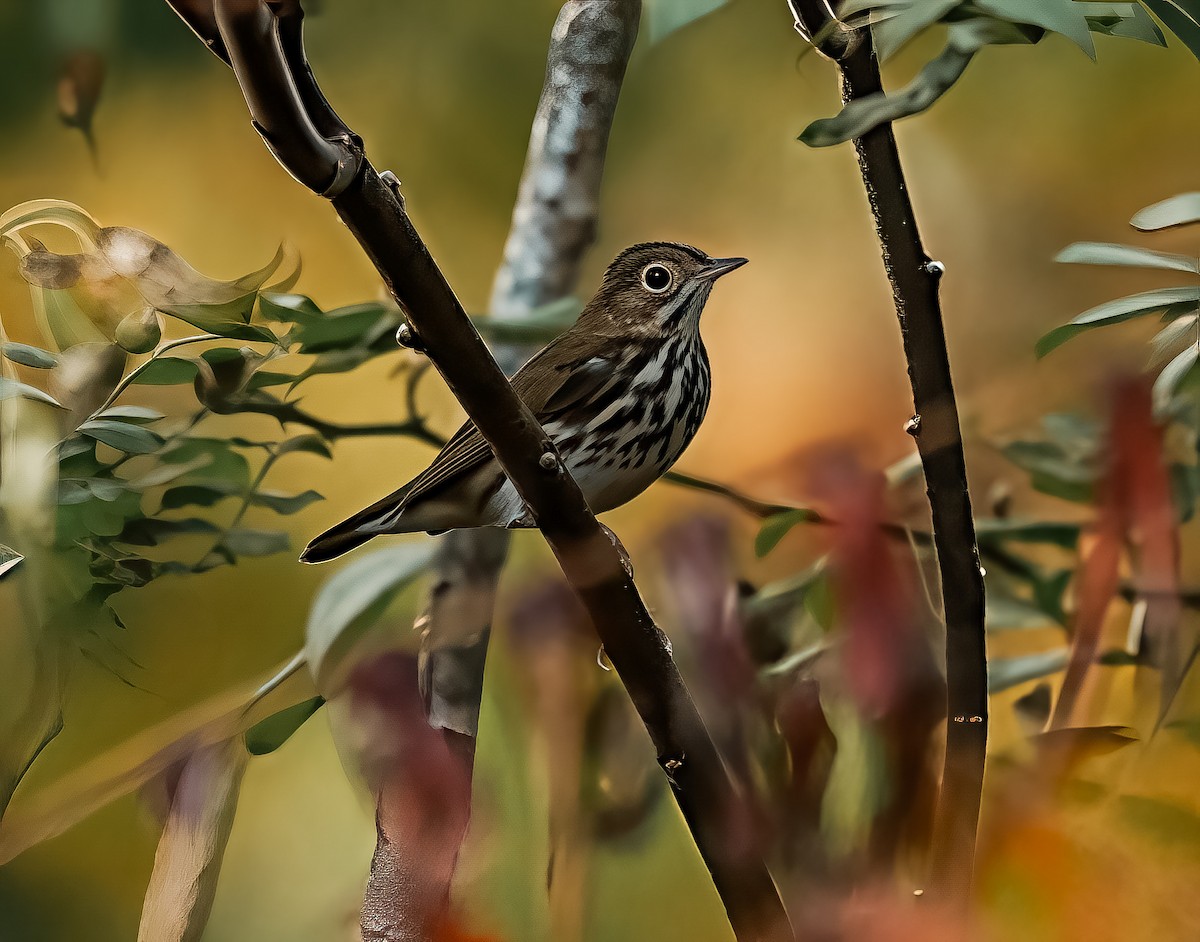 Ovenbird - ML642299771