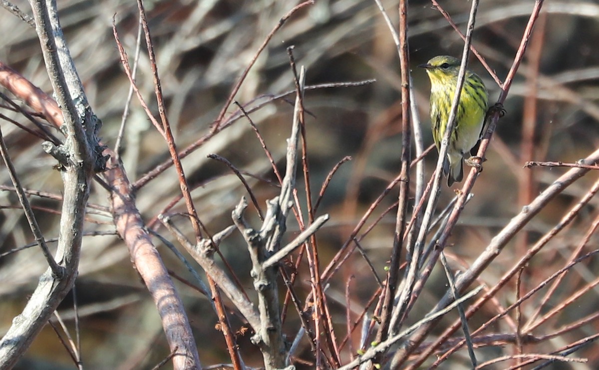Cape May Warbler - ML642299773