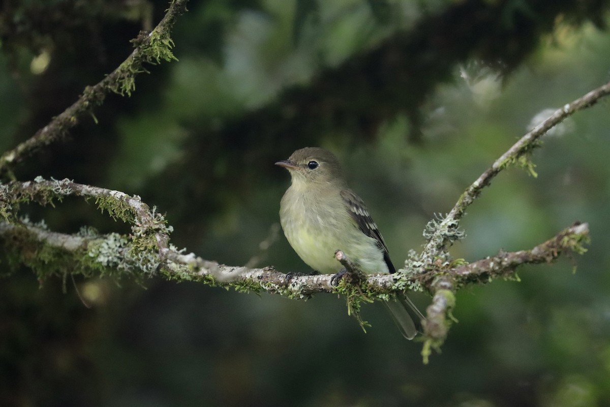 Mountain Elaenia - ML642299774