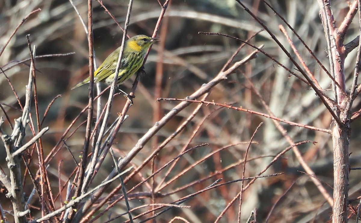 Cape May Warbler - ML642299776