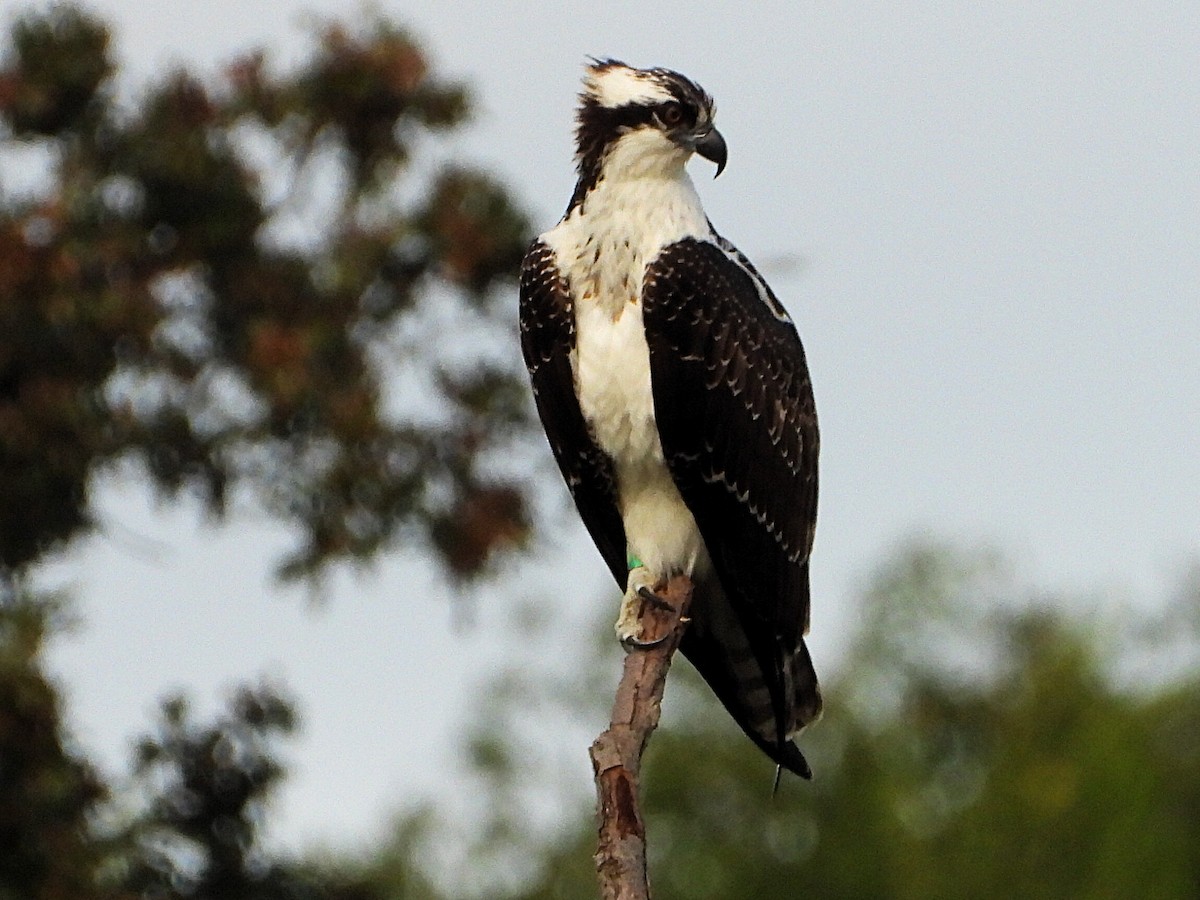 Osprey - ML642299777