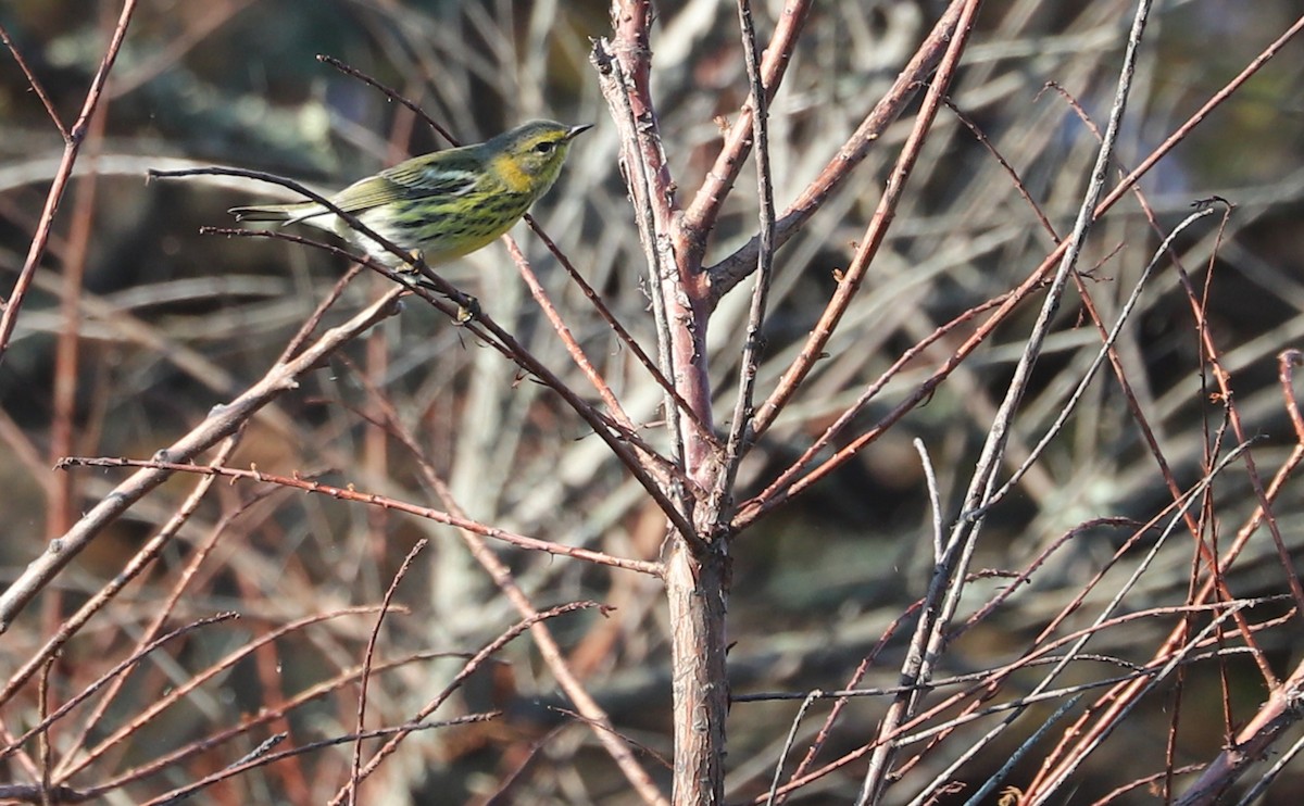 Cape May Warbler - ML642299779