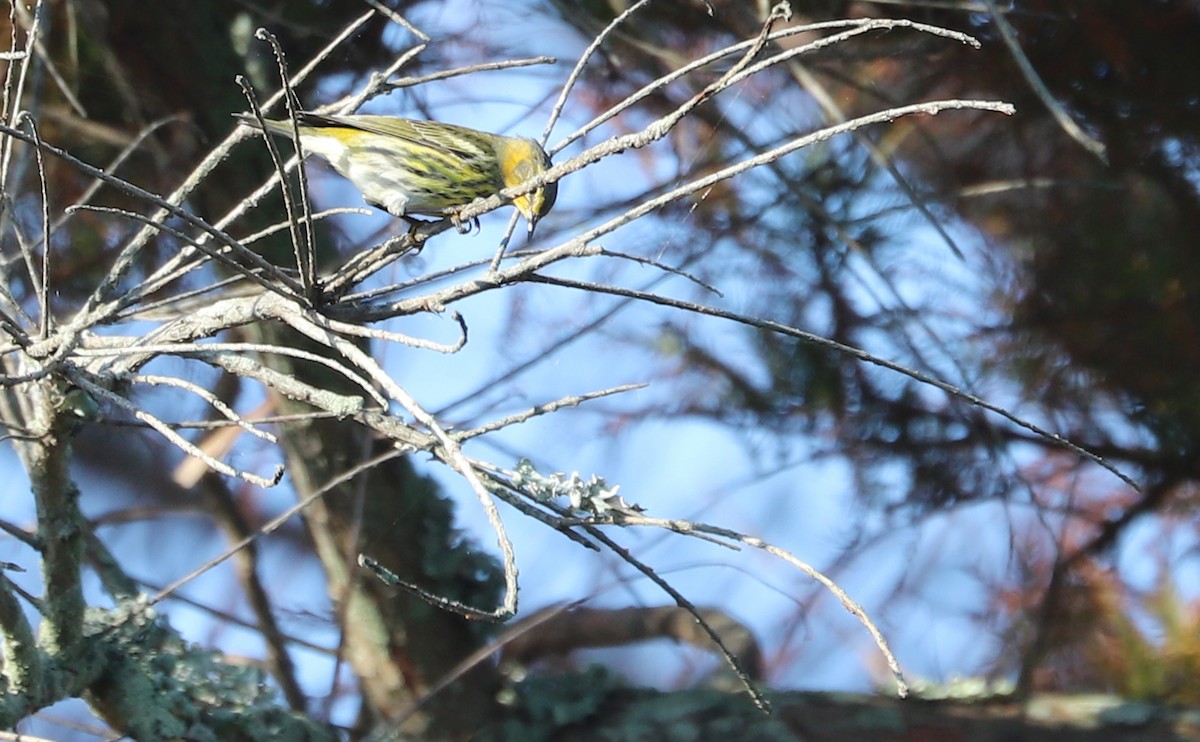 Cape May Warbler - ML642299781