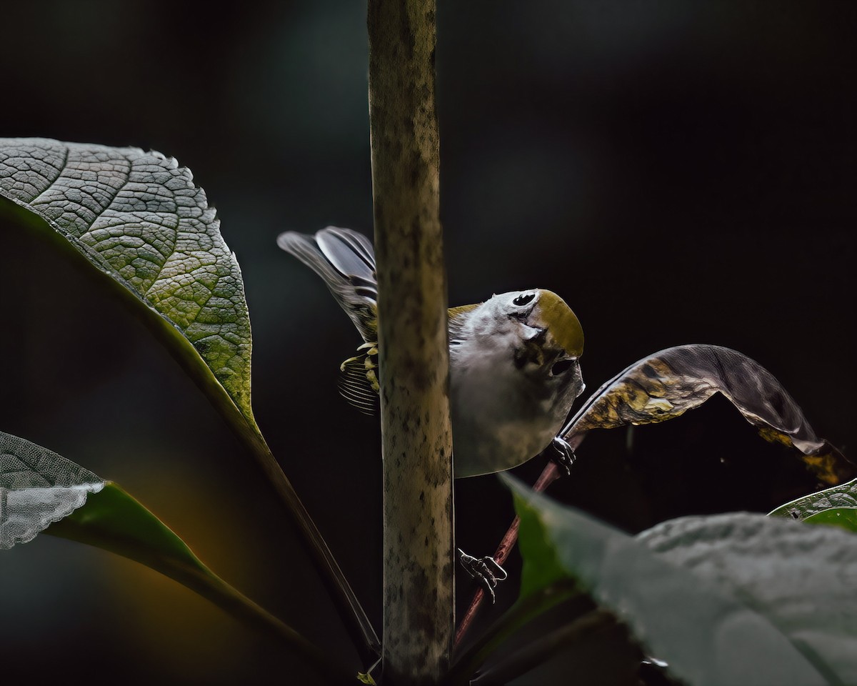 Chestnut-sided Warbler - ML642299782