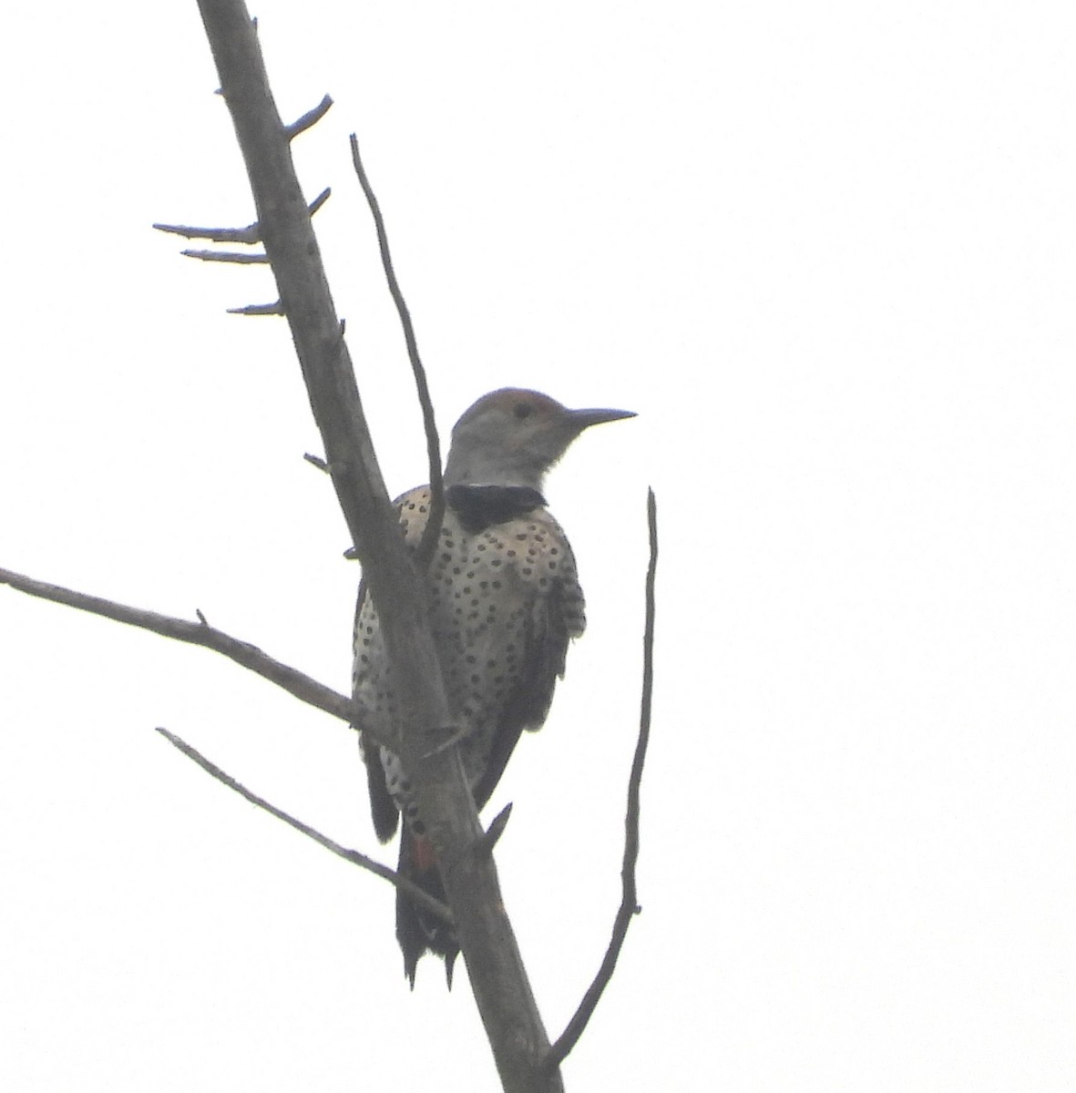Northern Flicker - ML642299783