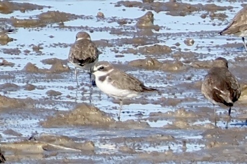 Kentish Plover - ML642299785