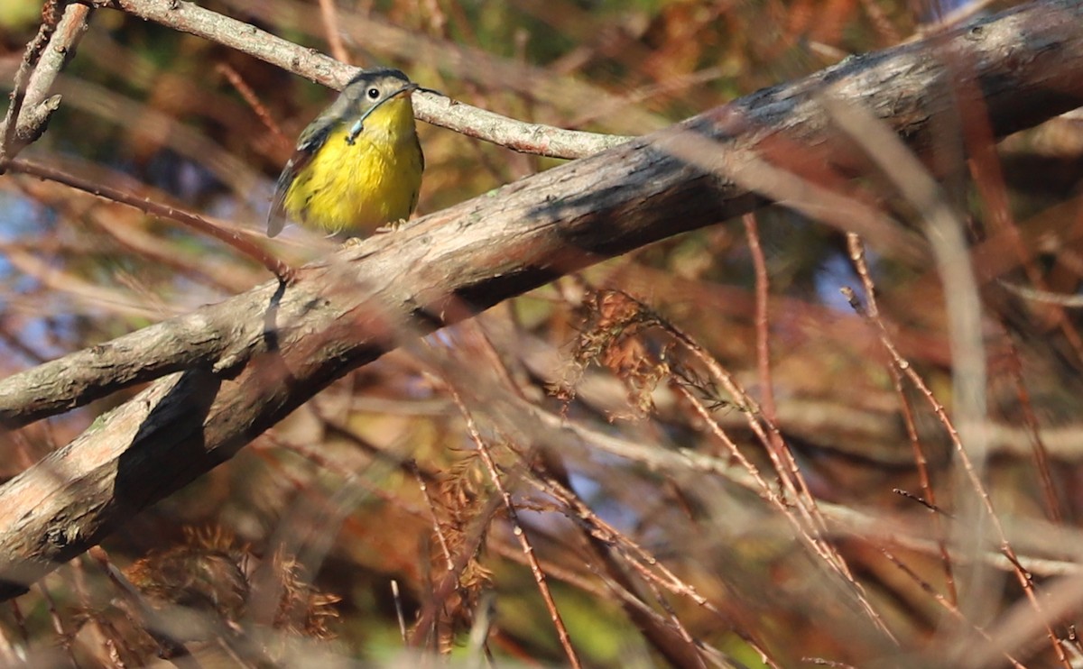 Magnolia Warbler - ML642299786