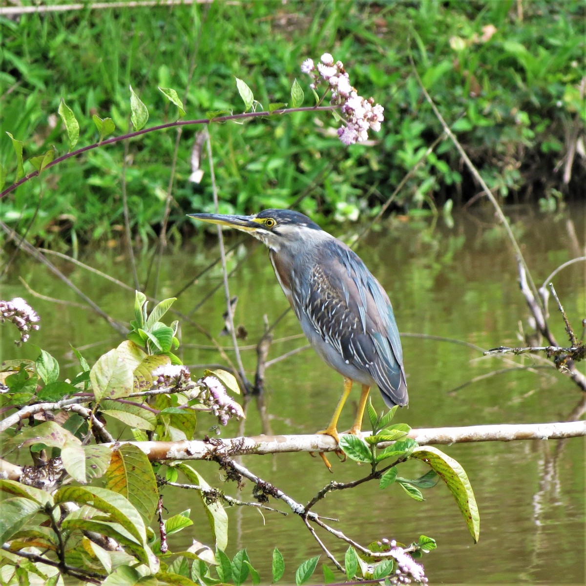 Striated Heron - ML642299787