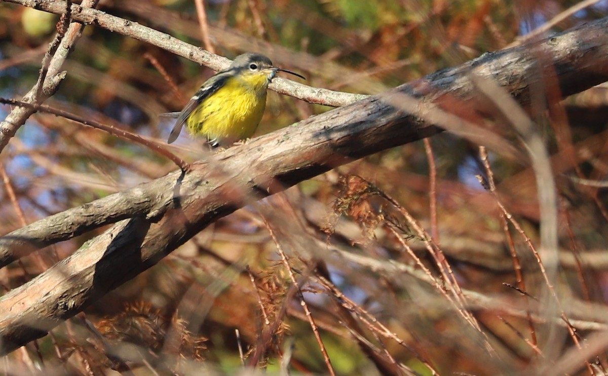 Magnolia Warbler - ML642299788