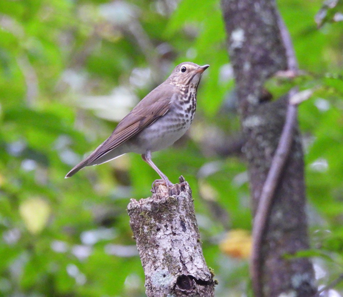 Swainson's Thrush - ML642299789