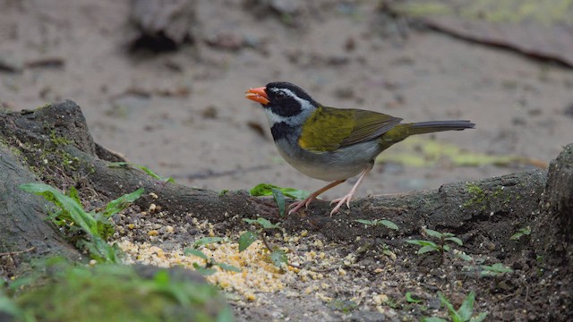 Orange-billed Sparrow - ML642299792