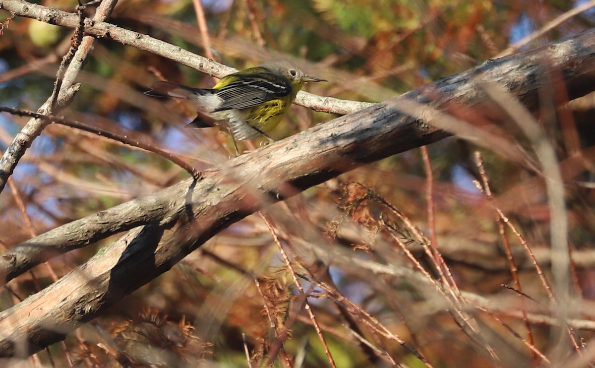 Magnolia Warbler - ML642299793