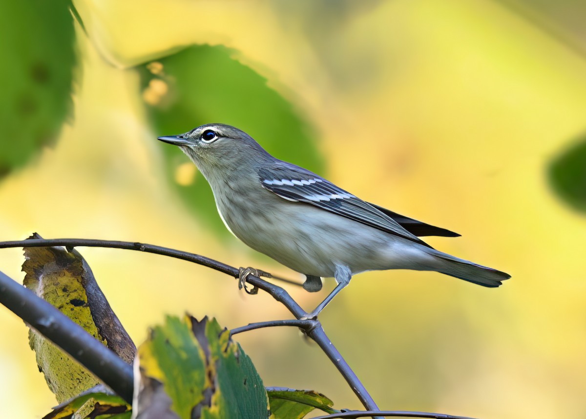 Blackpoll Warbler - ML642299794