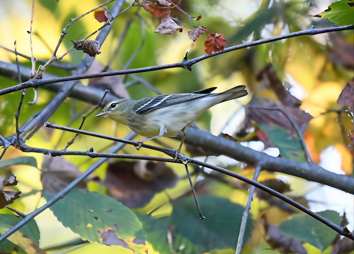 Blackpoll Warbler - ML642299795
