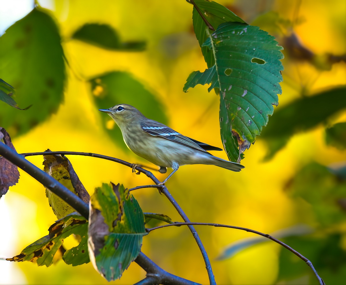 Blackpoll Warbler - ML642299796