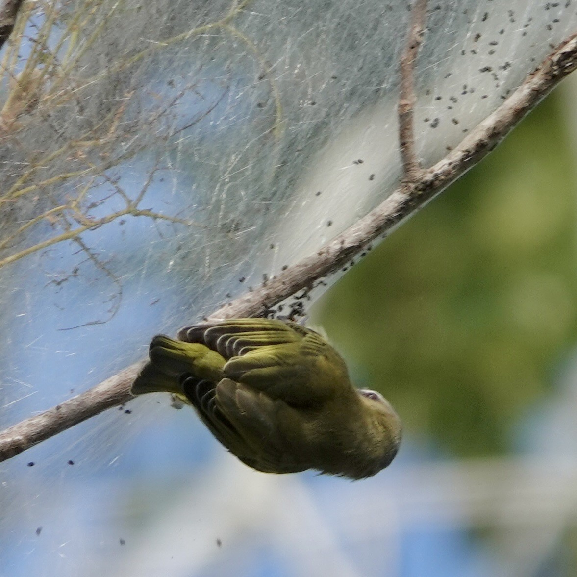 Red-eyed Vireo - ML642299797