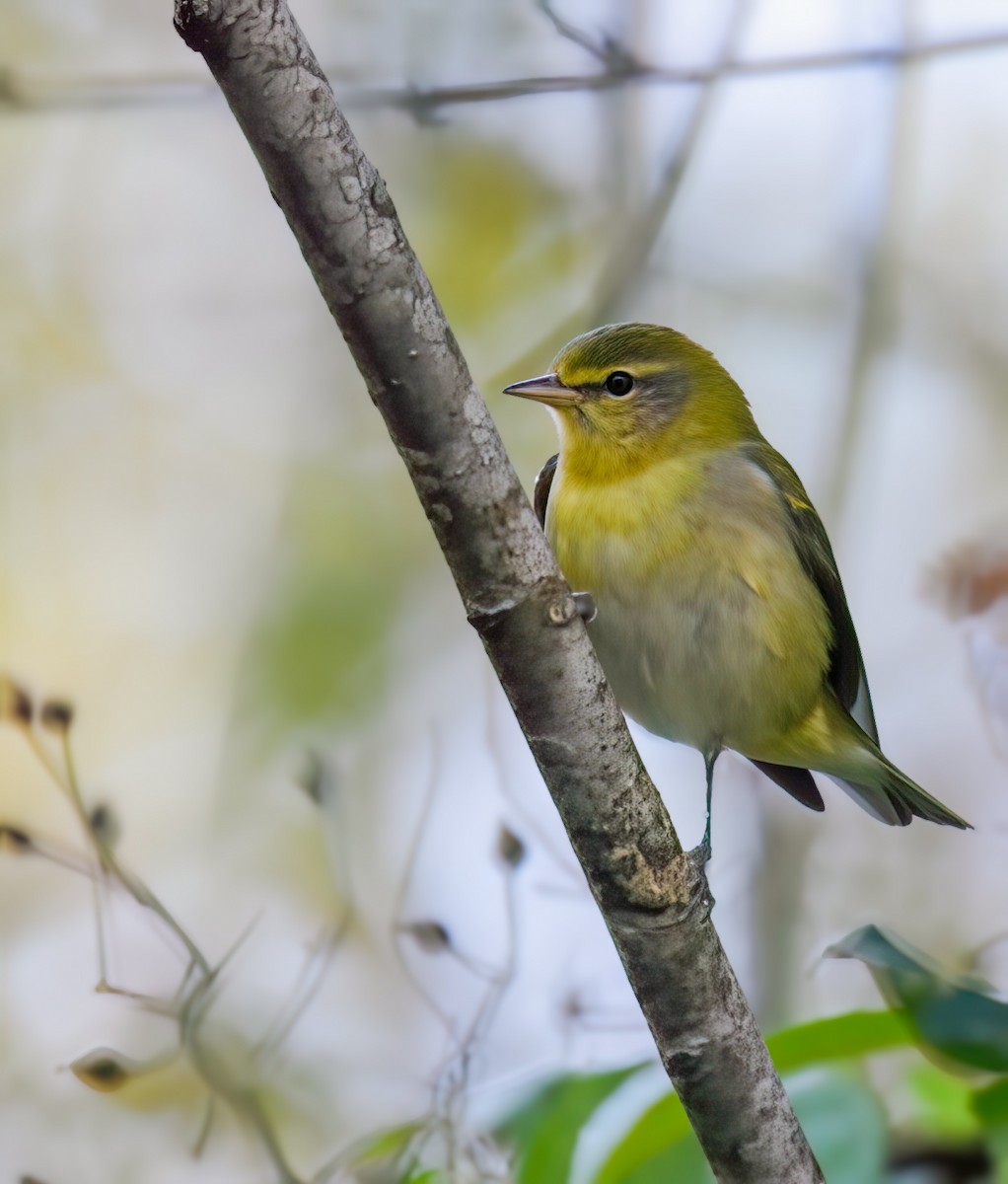 møllparula - ML642299839