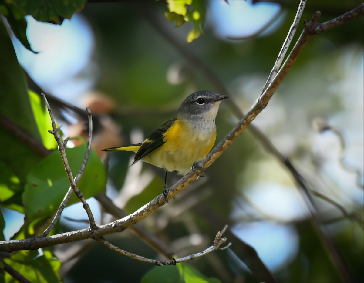 rødstjertparula - ML642299847