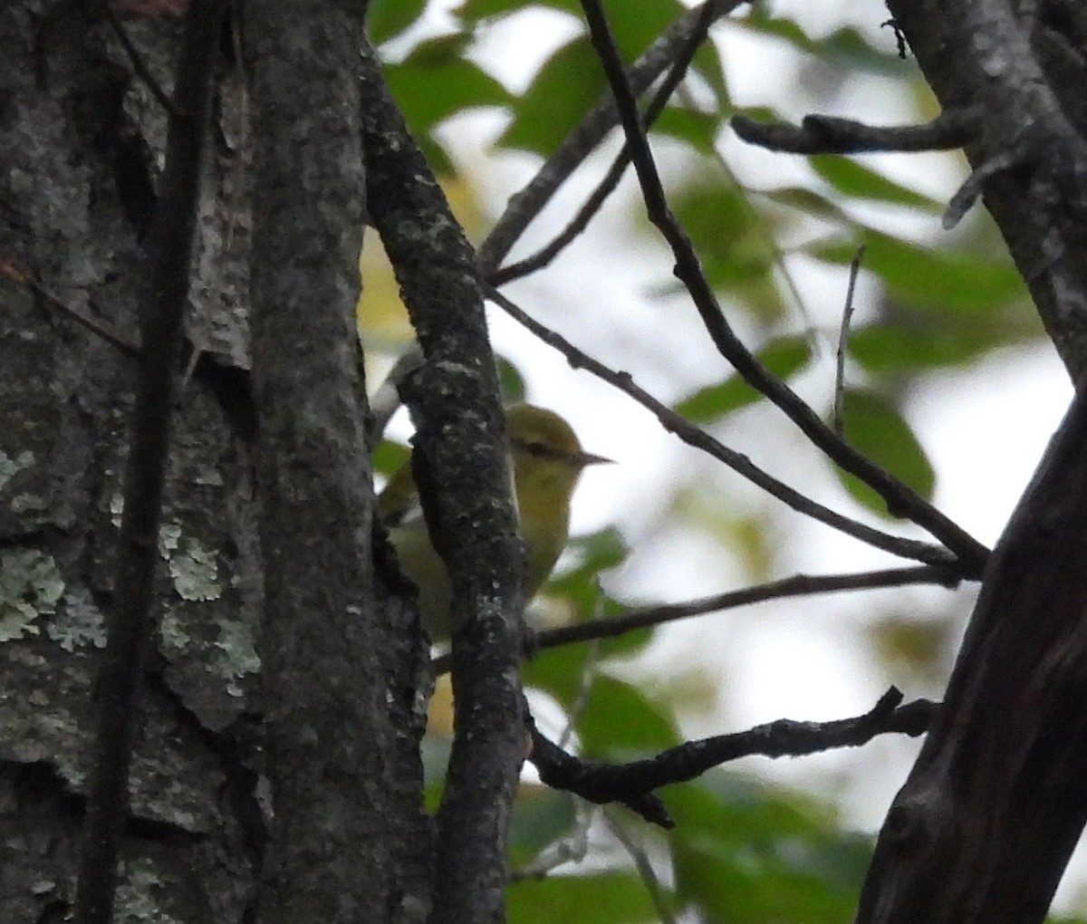 møllparula - ML642299853