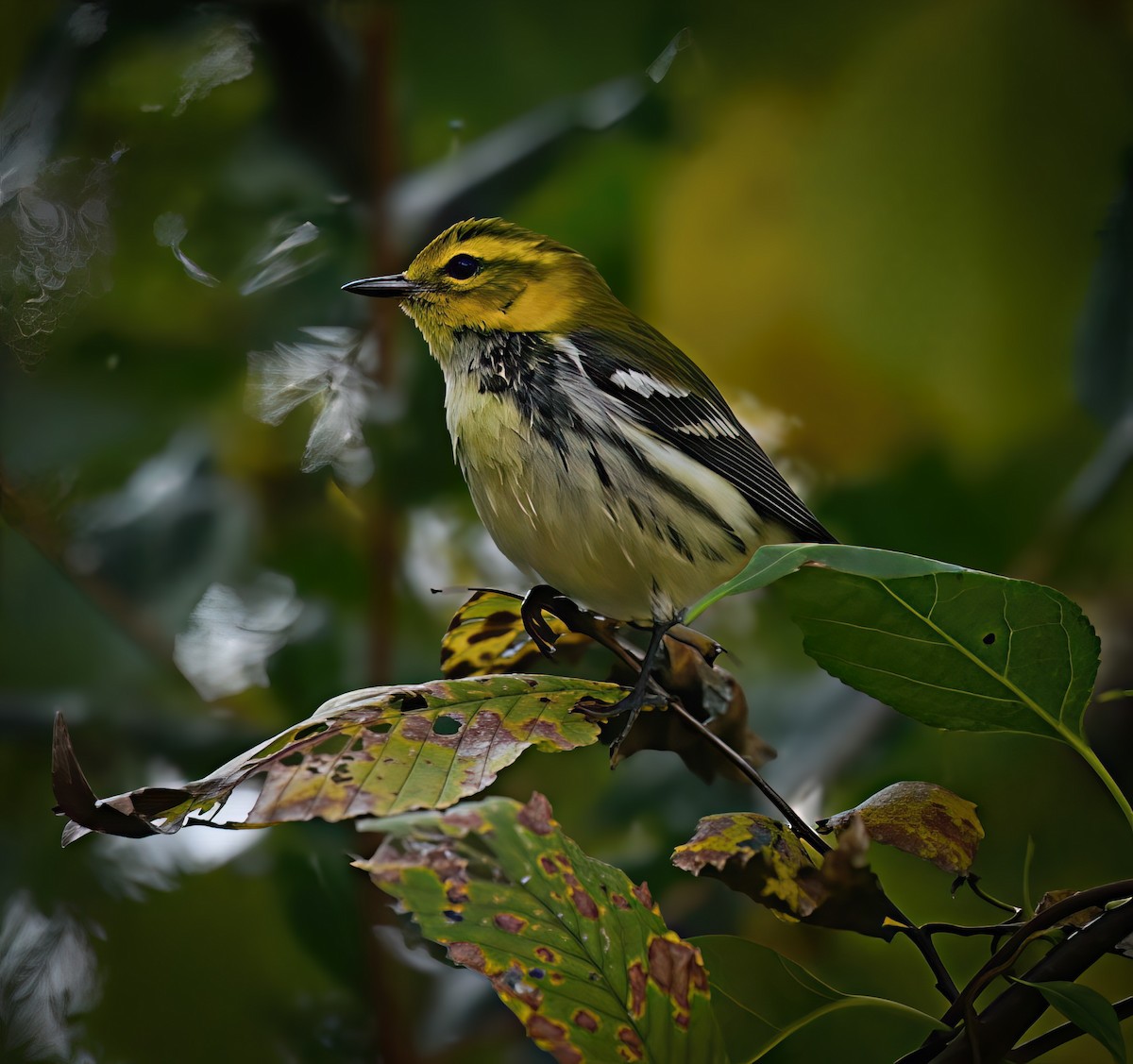 grønnparula - ML642299862