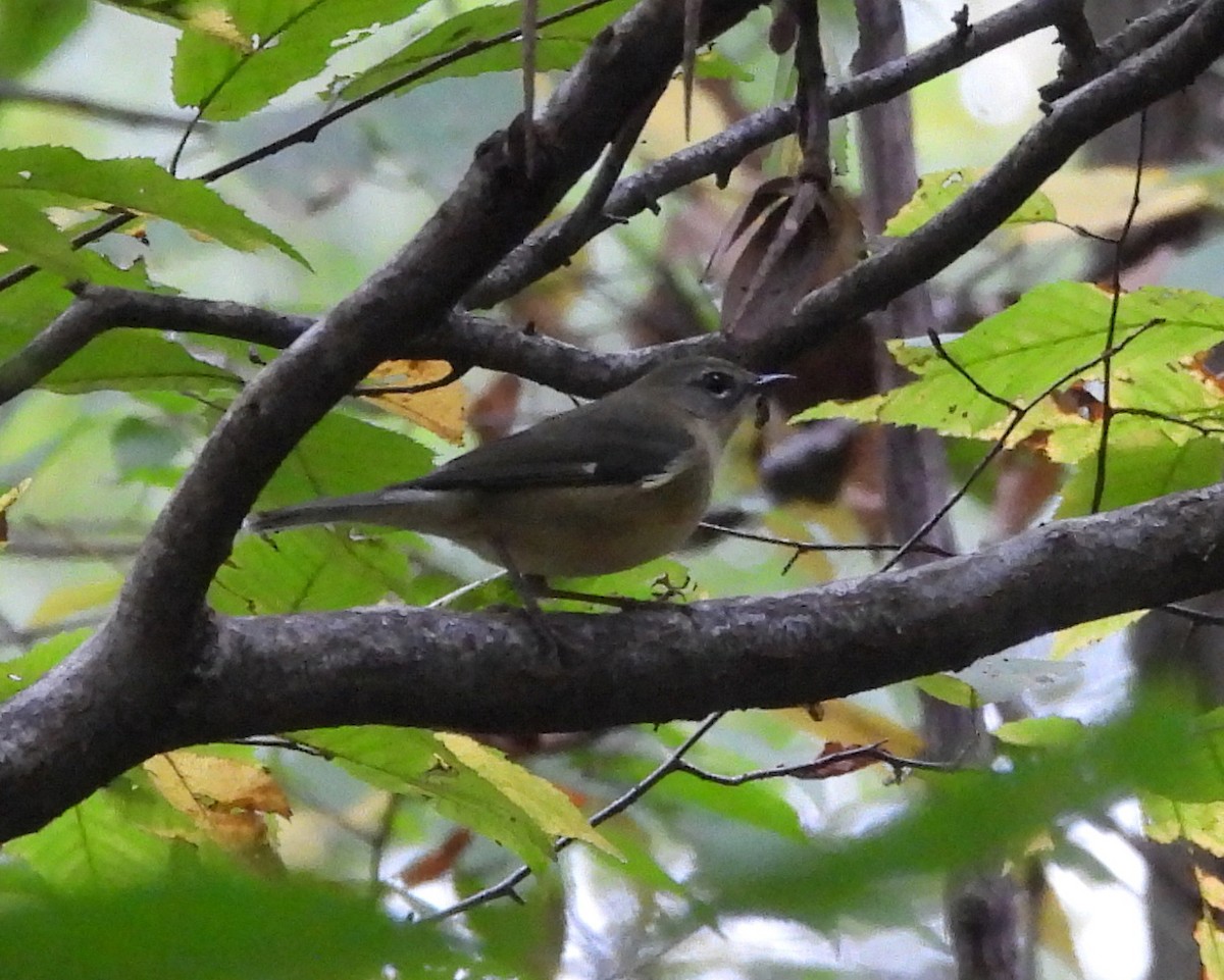 blåparula - ML642299865