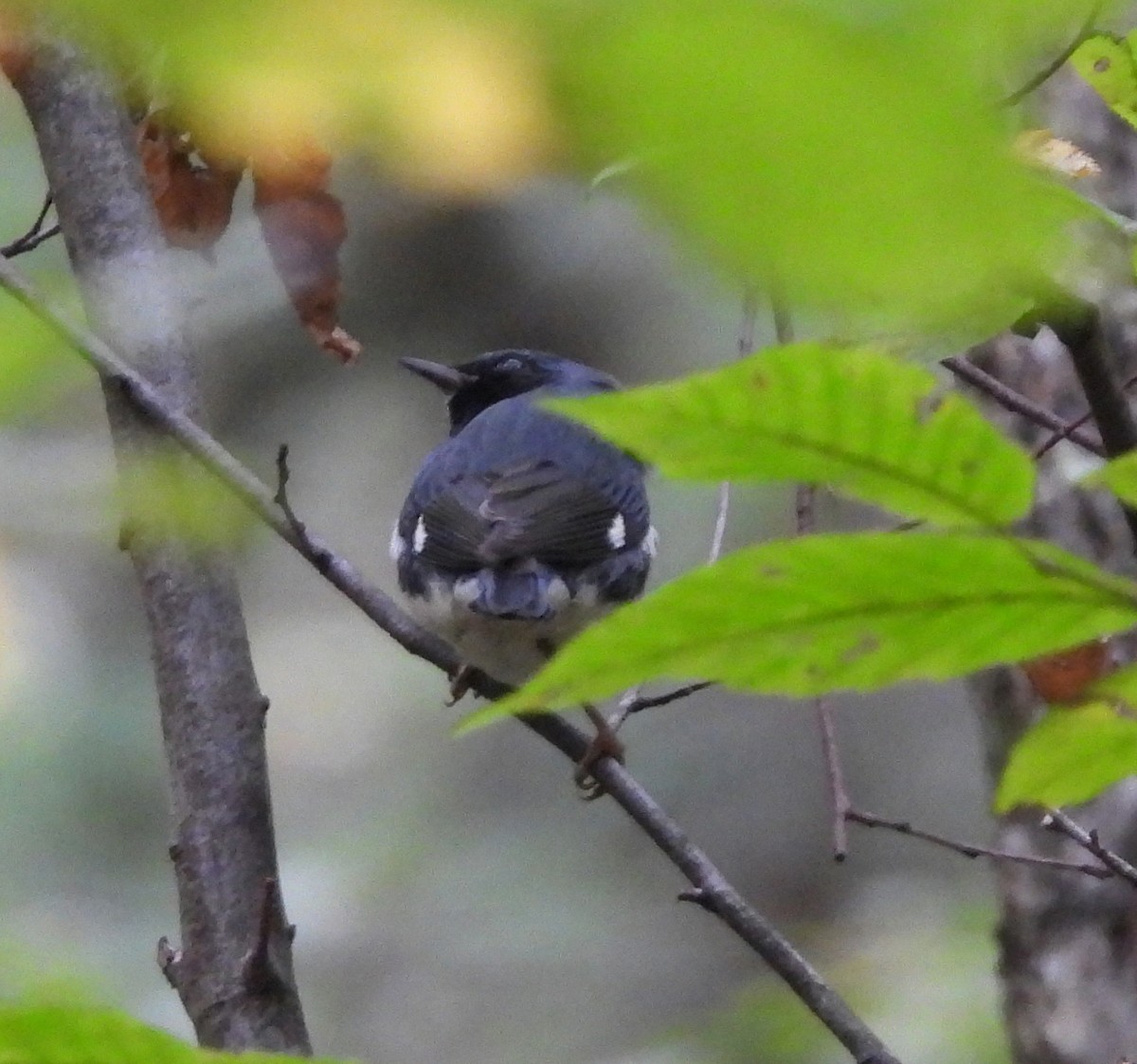 blåparula - ML642299866