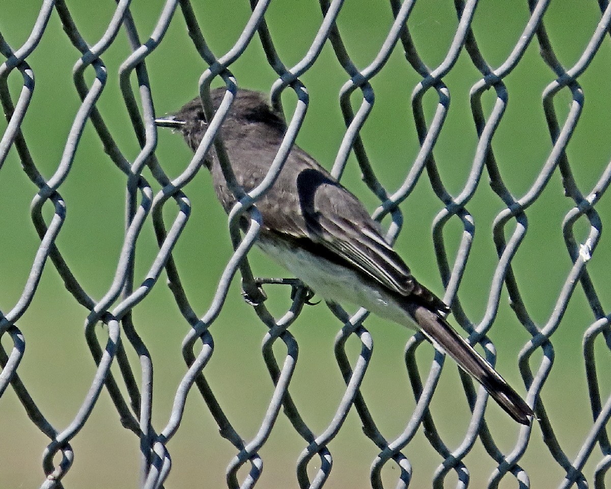 svartfibi - ML642299874
