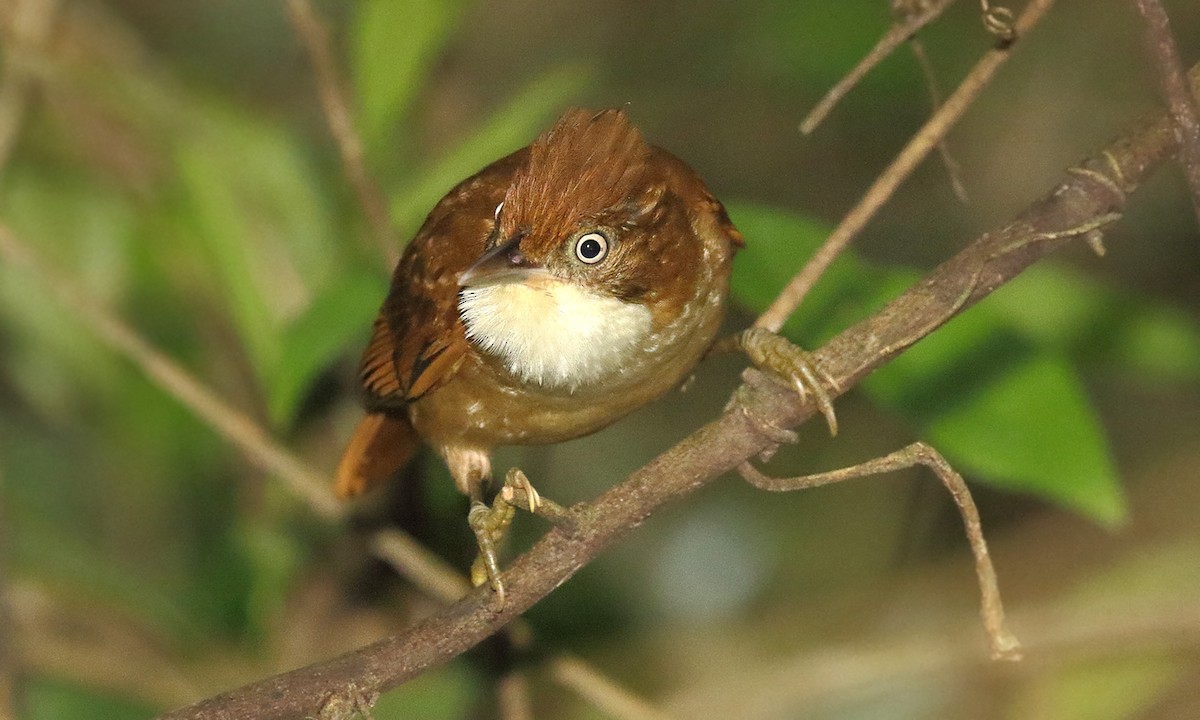 White-eyed Foliage-gleaner - ML642299878