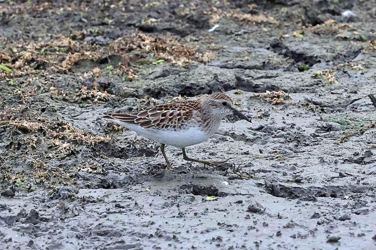 Least Sandpiper - ML642299882