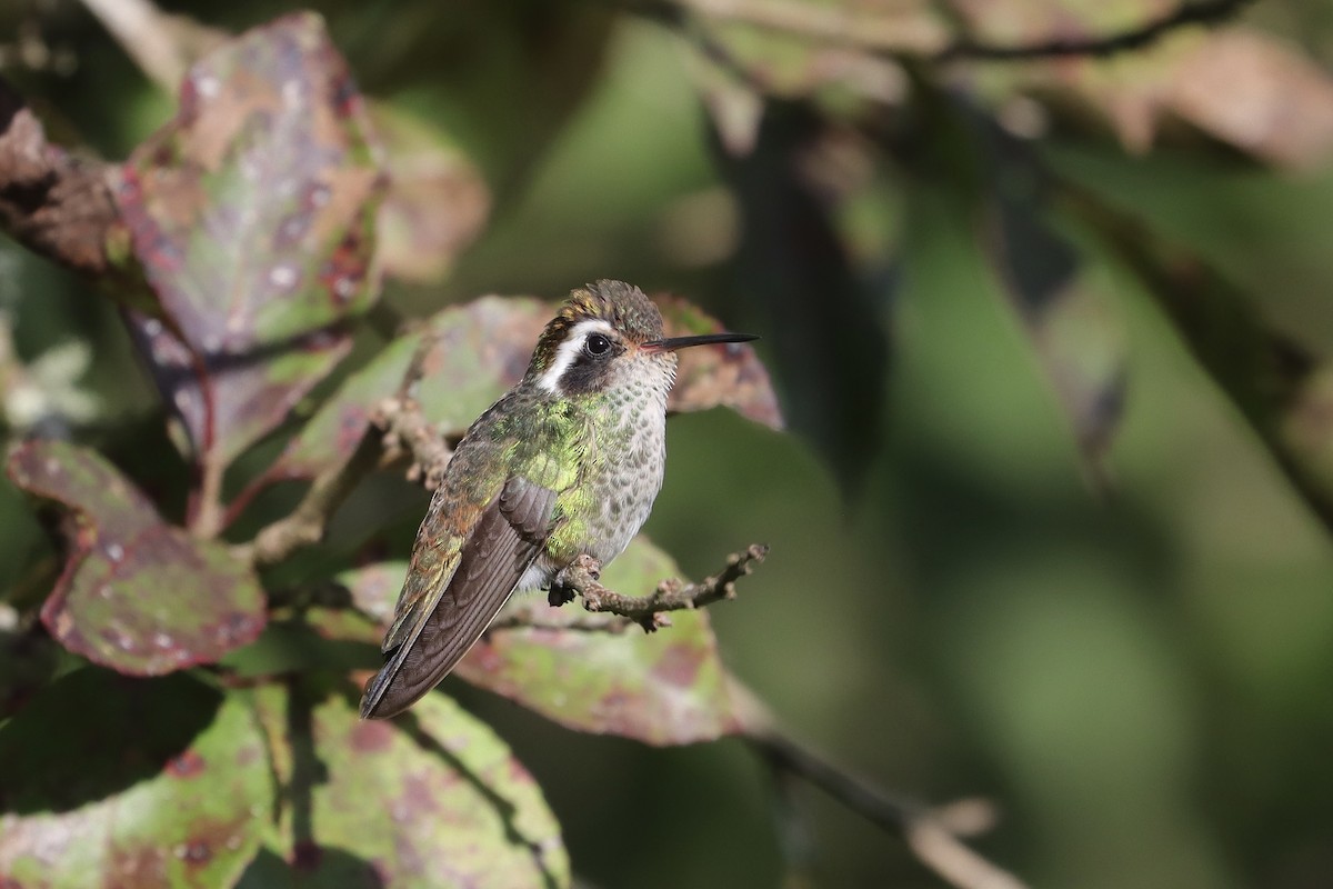 hvitørekolibri - ML642299883