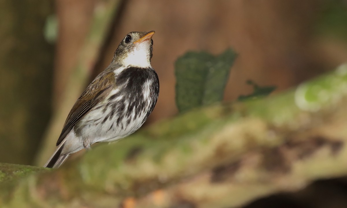Southern Antpipit - ML642299893