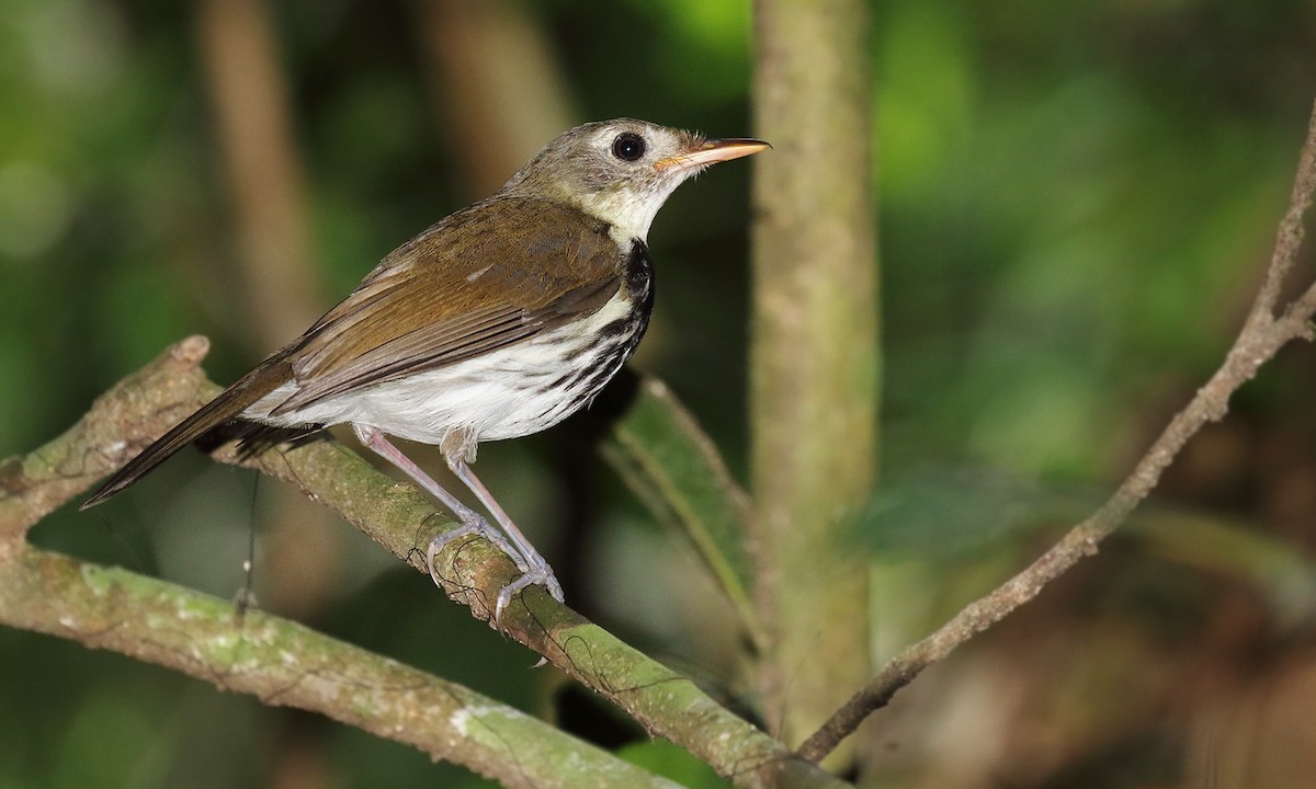 Southern Antpipit - ML642299894