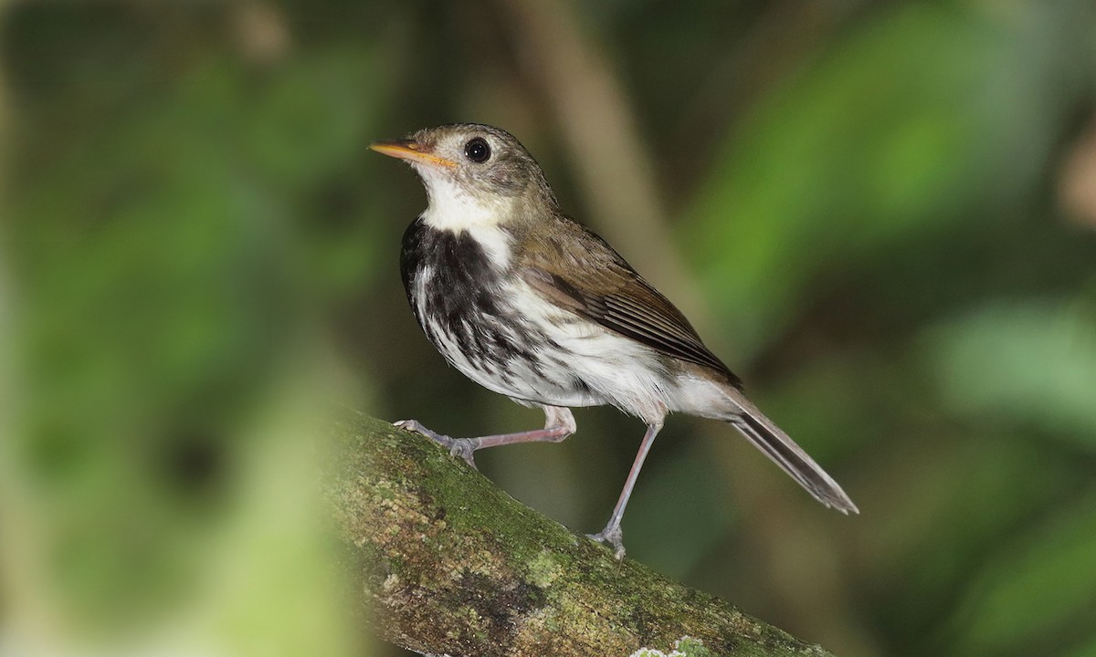 Southern Antpipit - ML642299895