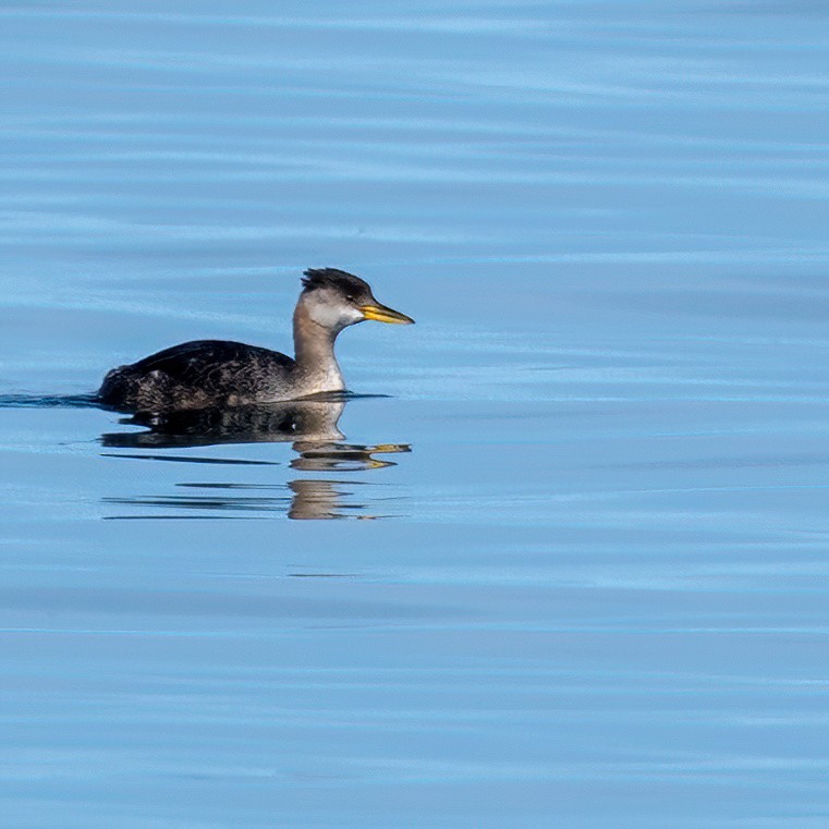 Red-necked Grebe - ML642299899