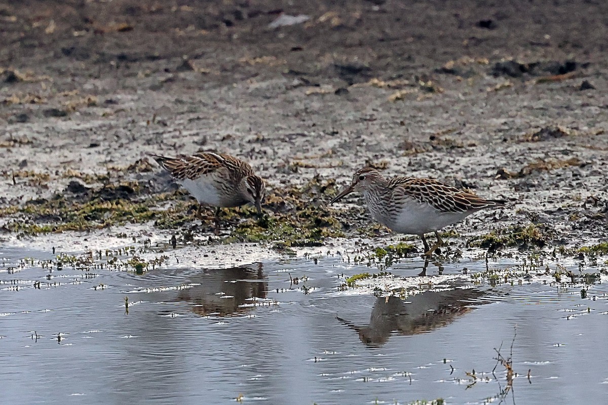 Pectoral Sandpiper - ML642299902