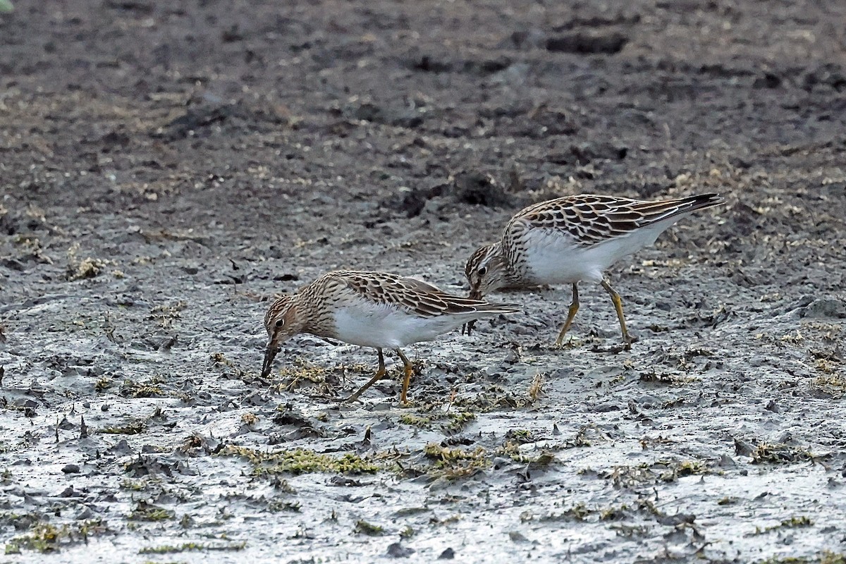 Pectoral Sandpiper - ML642299904