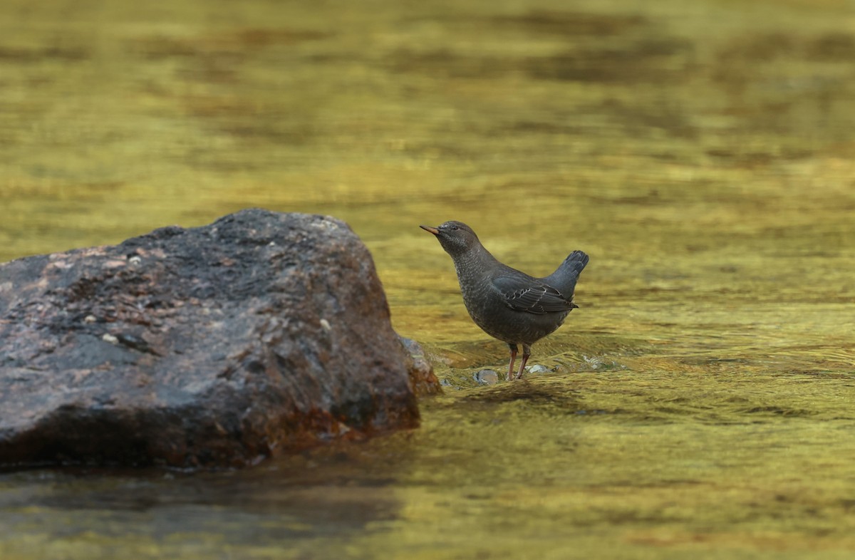 American Dipper - ML642299910